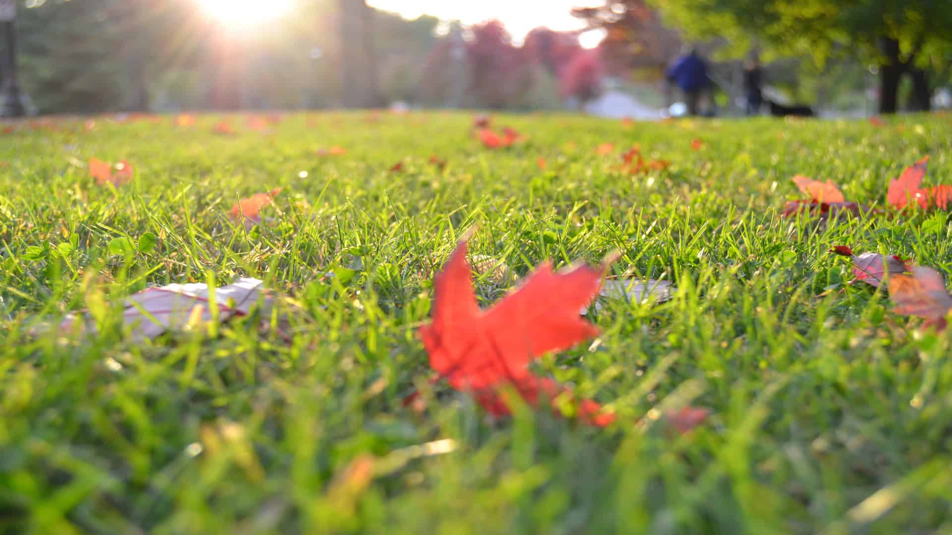 6 Easy Steps to Fall Lawn Maintenance