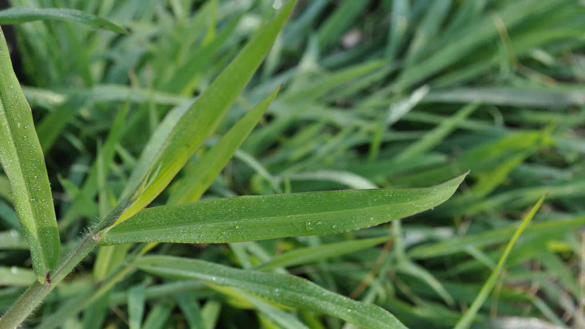 How to get rid of crab grass