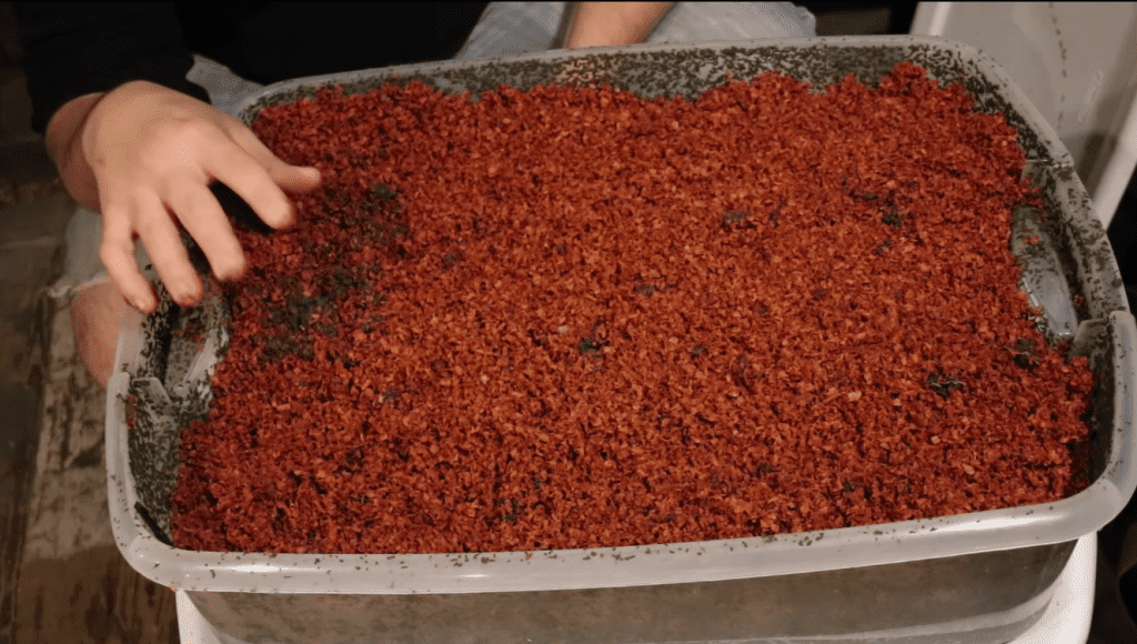 How to grow own worms